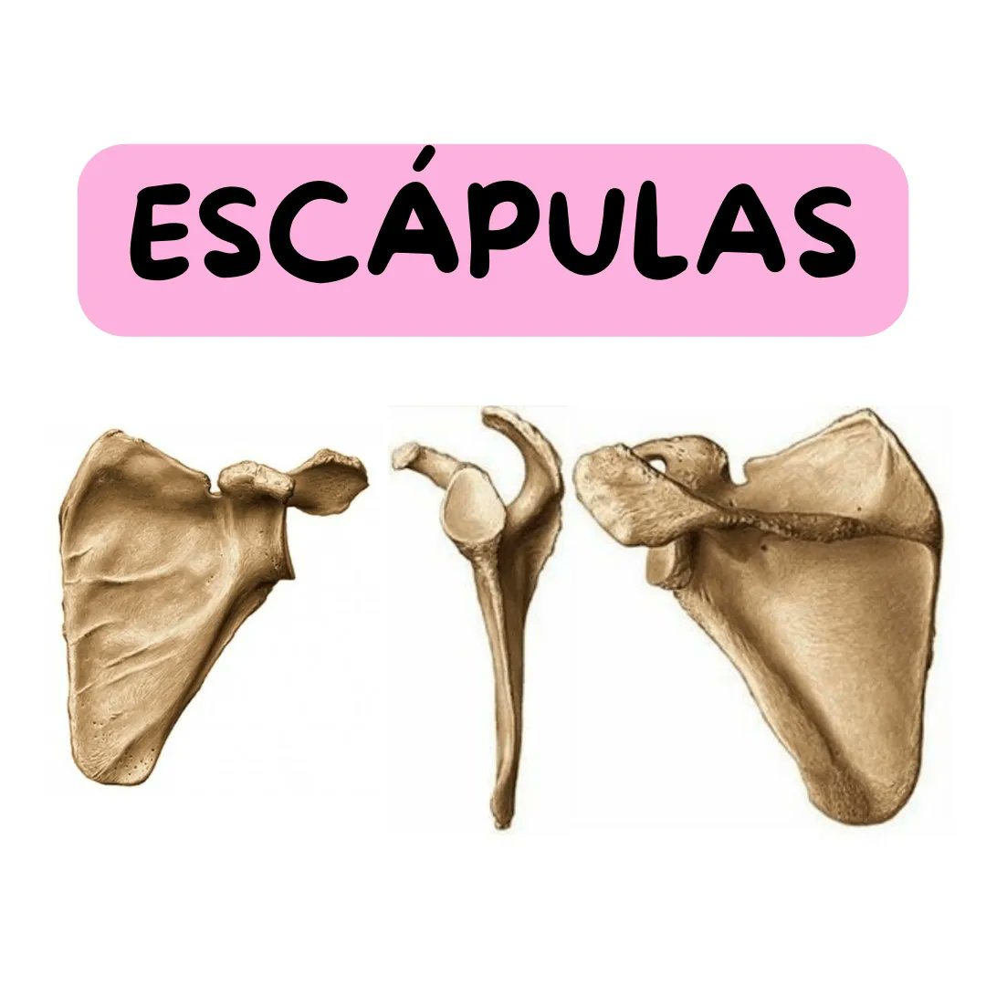 Posición Adecuada De La Montura!!, image size:1080x1080