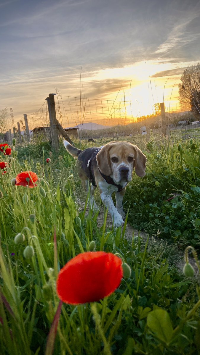 Tardes de #CapVespre per les #HortesSantaEugènia #Girona amb #iTrasto