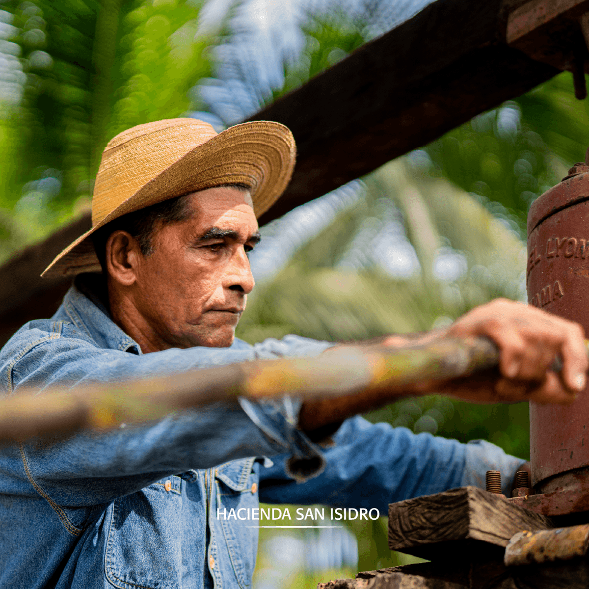 HSIPanama's tweet photo. En La Hacienda San Isidro, el trabajo arduo y la pasión son nuestros pilares fundamentales. 💪🌿

#HaciendaSanIsidro #Panama #VisitPanama https://t.co/sOGJcdinye