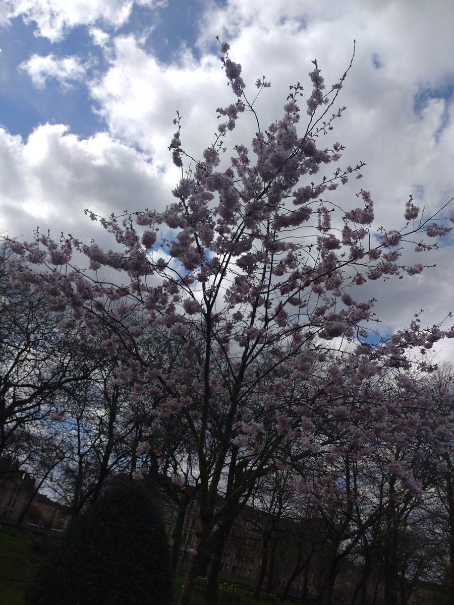 alanacarruth's tweet photo. @nationaltrust #BlossomWatchComp https://t.co/g5OUx4UKCW