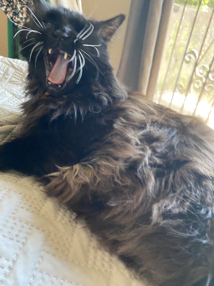 CyrusSoliman's tweet image. This dude is laughing cuz he sneezed in my face and mouth at 3 AM today