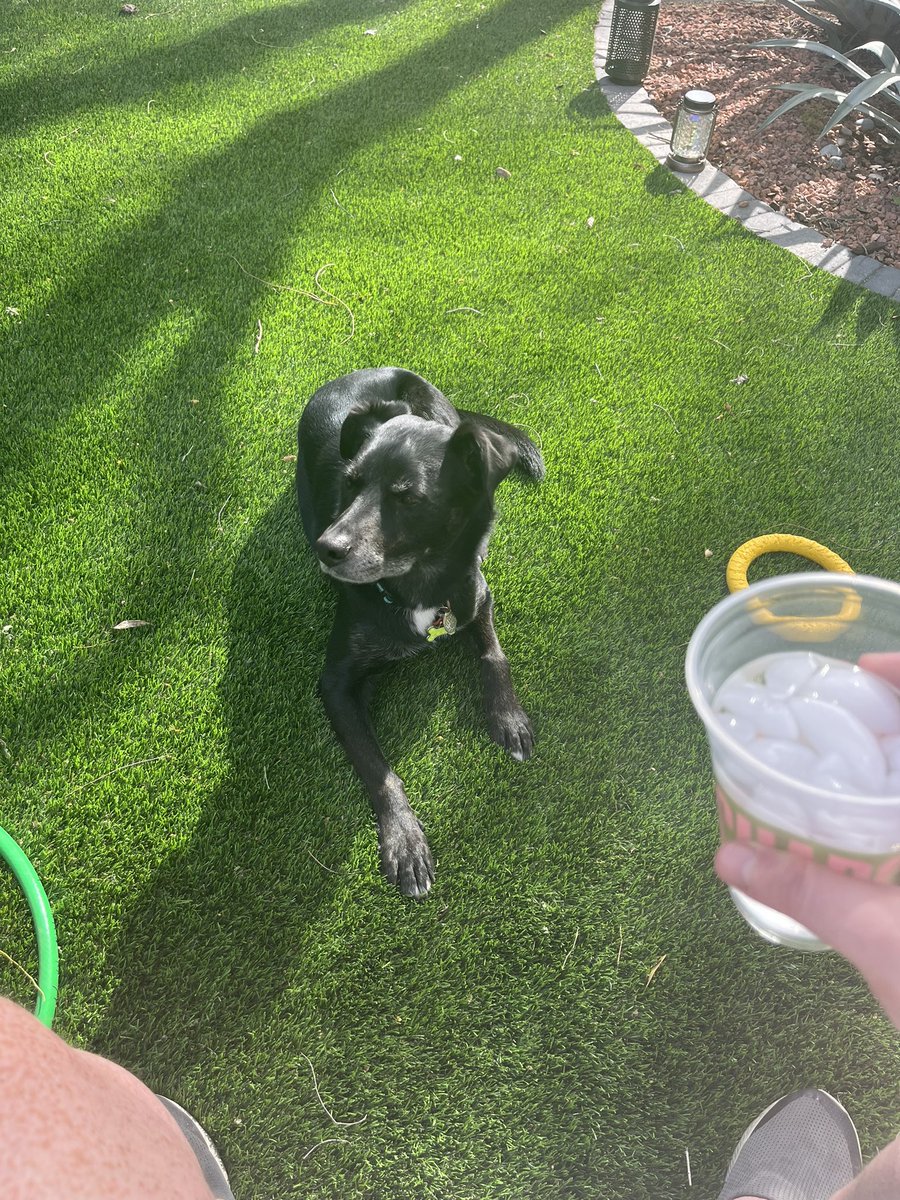 ABZimm's tweet photo. @its_jessi_grace Bartlet Jay Puppypants. https://t.co/SjNDaQS320