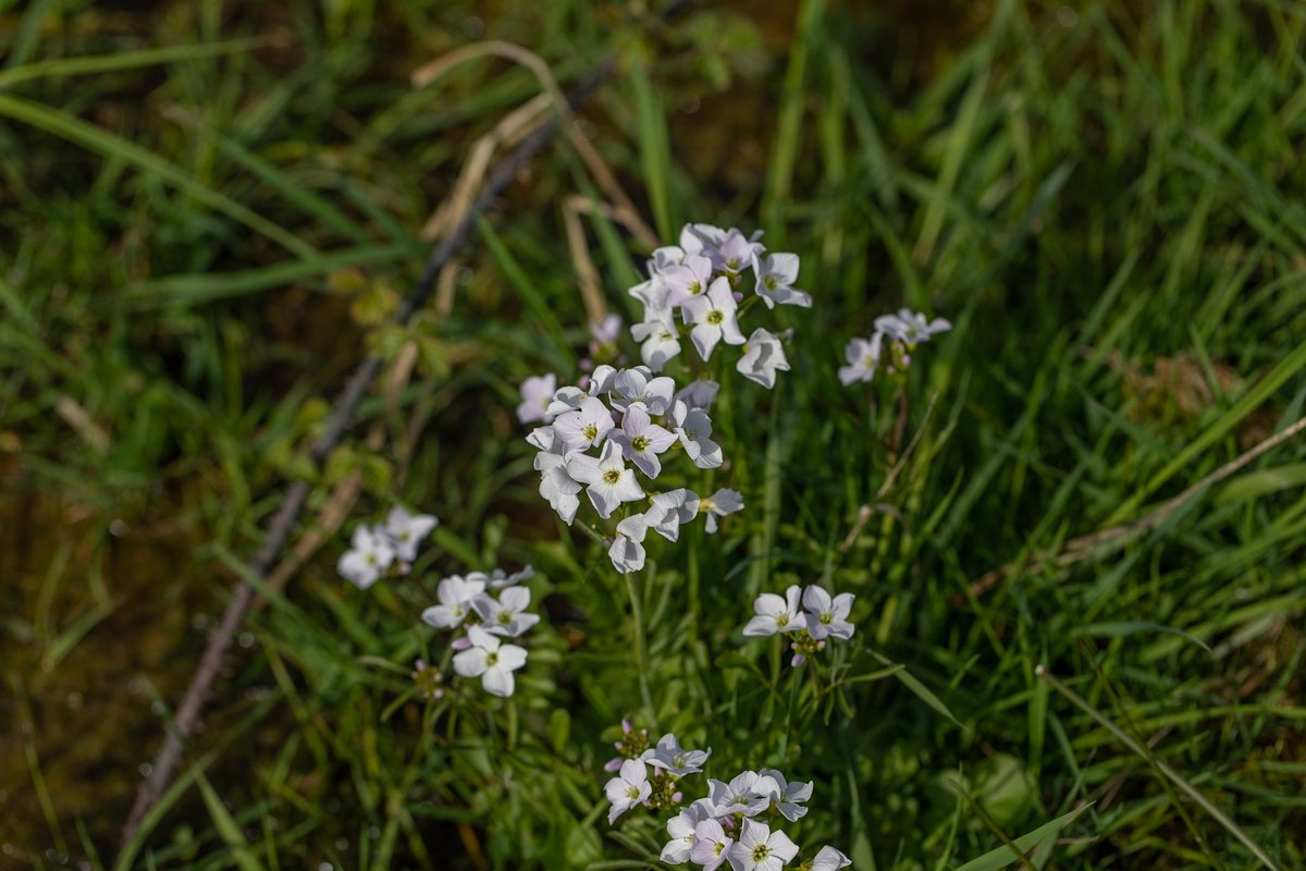 Longrun Meadow tweet media