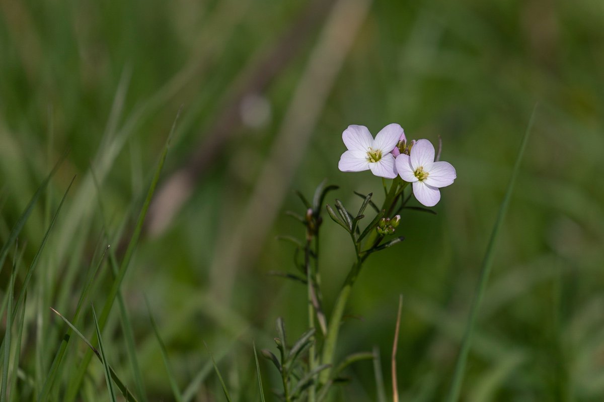 Longrun Meadow tweet media