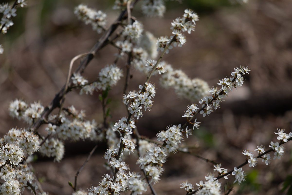 The hedge we laid this past winter covered in patches of blackthorn flowers.
#WildflowerHour