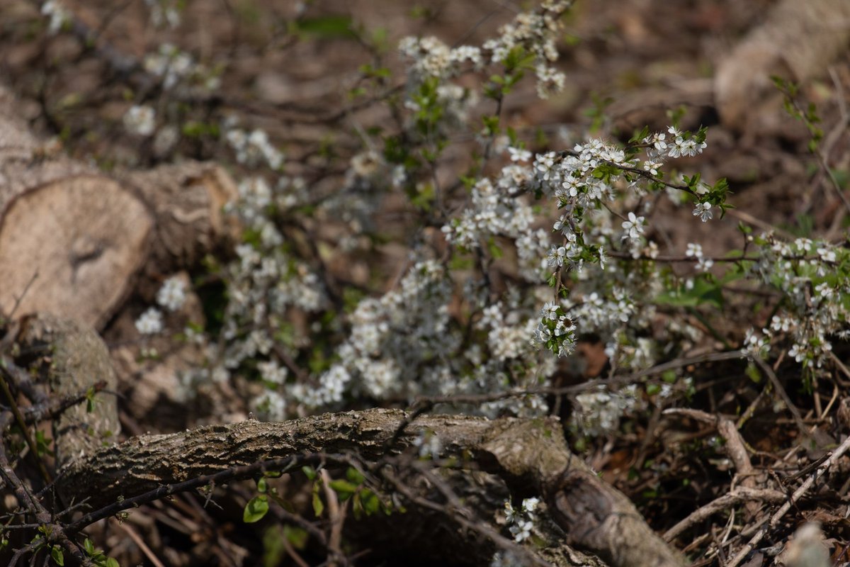 Longrun Meadow tweet media