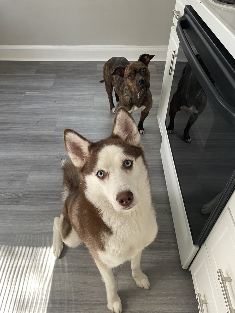 shesshayy_'s tweet photo. look at them 🥰 https://t.co/XWVevMuhWz