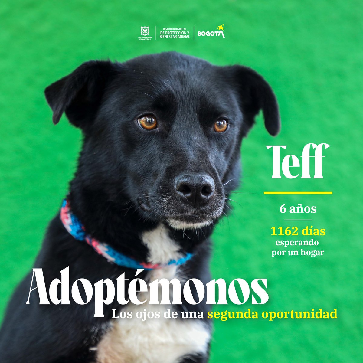 AnimalesBOG's tweet photo. ¡Hola! ¿Cómo estás? Mi nombre es Teff y tengo seis años. Yo le dije al redactor de estos textos que mi nombre no rima con más palabras, pero no necesito de poesía para alegrar tu día. 🐾 https://t.co/OcbwSb5QS6