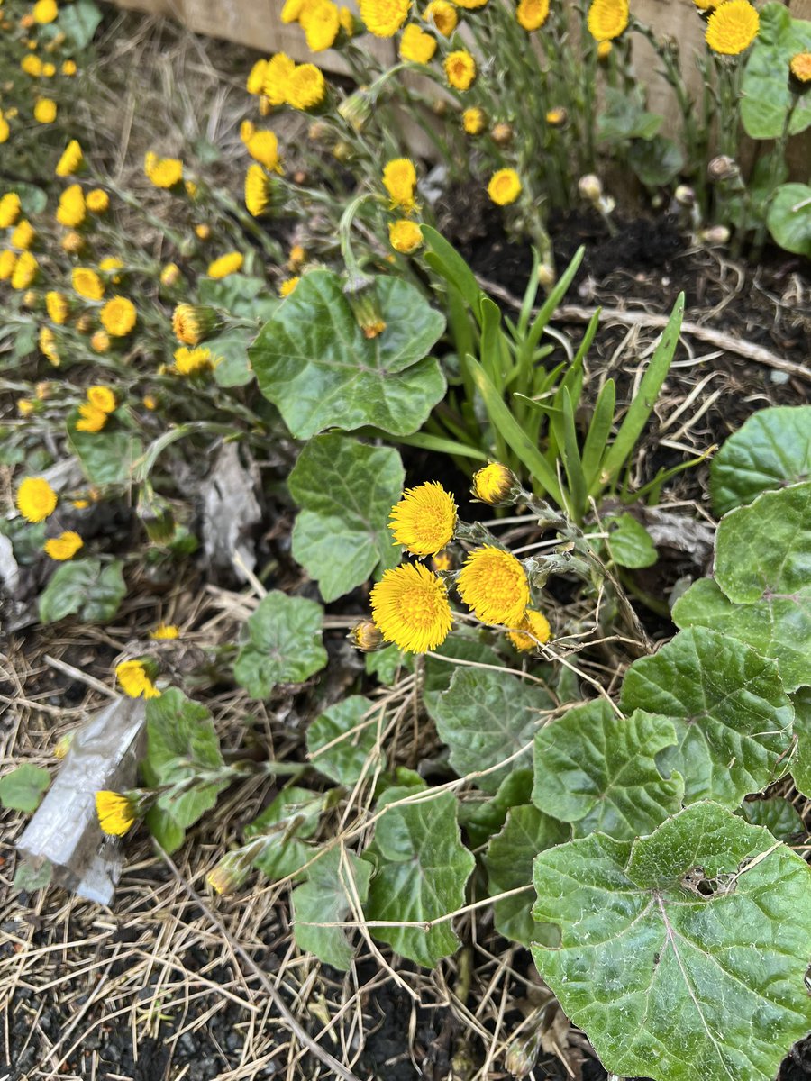 Is this coltsfoot? #WildFlowerHour #wildflowerID Found next to a half demolished building. @morethanweeds