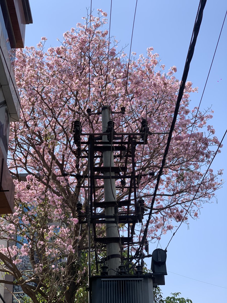 pratiikksingh's tweet image. 🎴