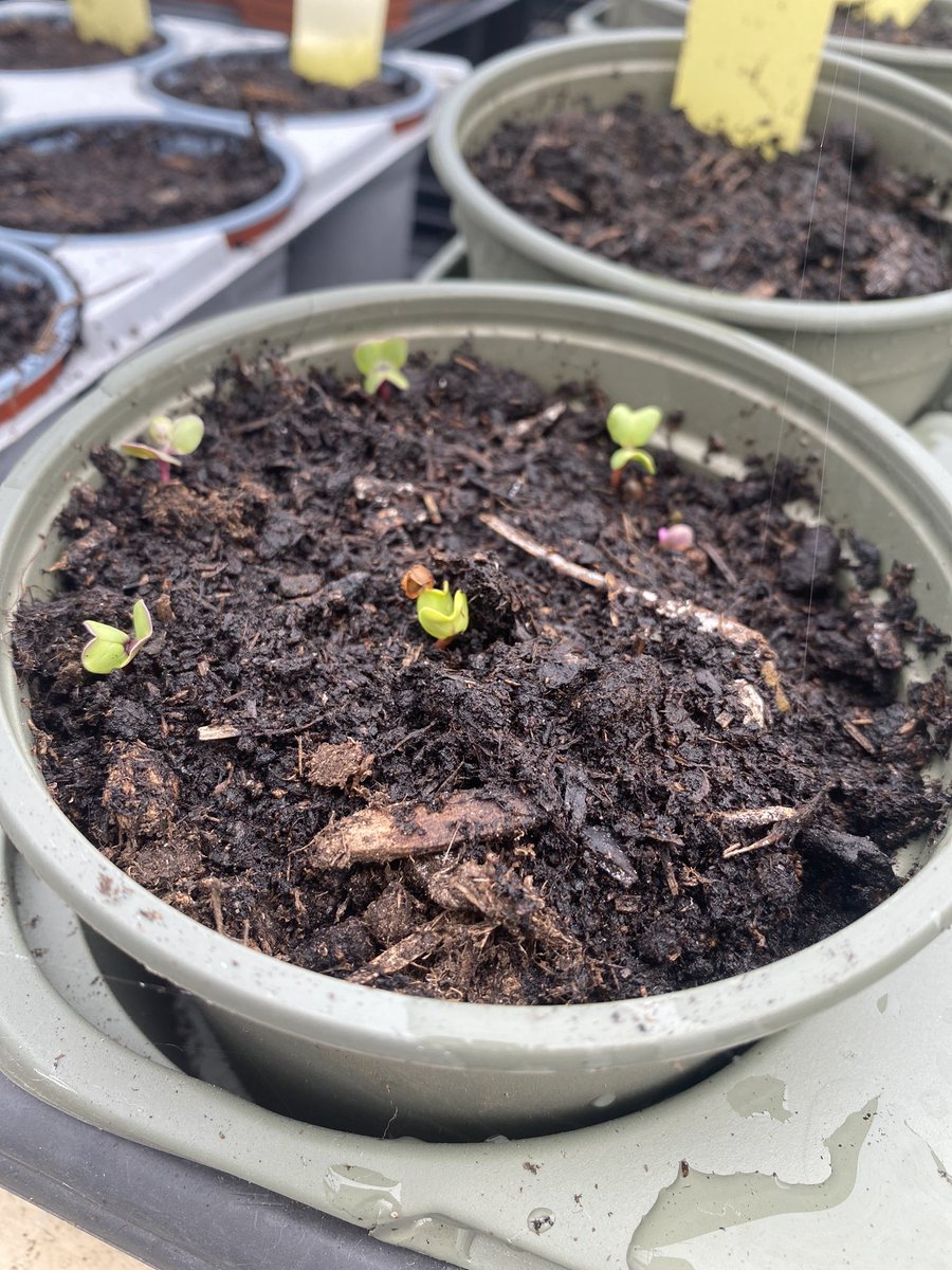 KayFKeane's tweet image. 49 miles for me this week towards the #nhs1000 miles.  I’ve walked, run and cycled and mixed in some gardening at my allotment.  The first shoots are popping through and there are tadpoles in the pond.  It will soon be a salad day #movemore #thatcounts