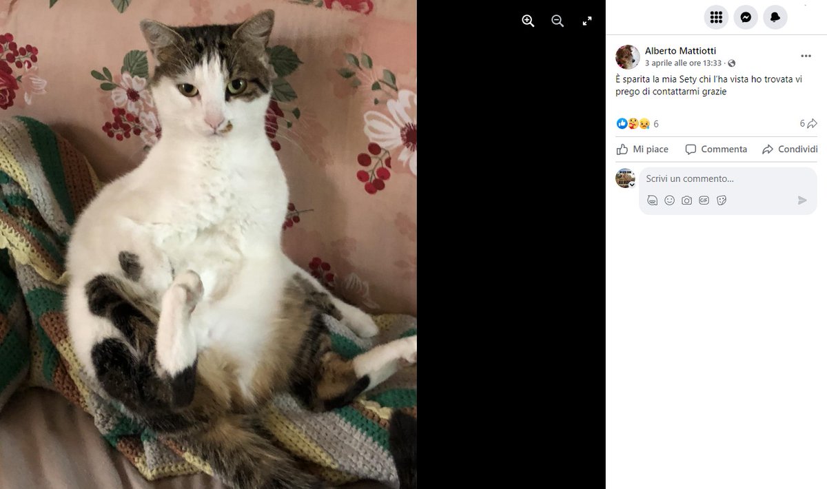 unonlus's tweet photo. #Sety è #sparita
Zona campoverde Salò bs ma potrebbe essere ovunque
se la vedete contattate https://t.co/cPDQz7l4Zm https://t.co/GZLWRPNhNS