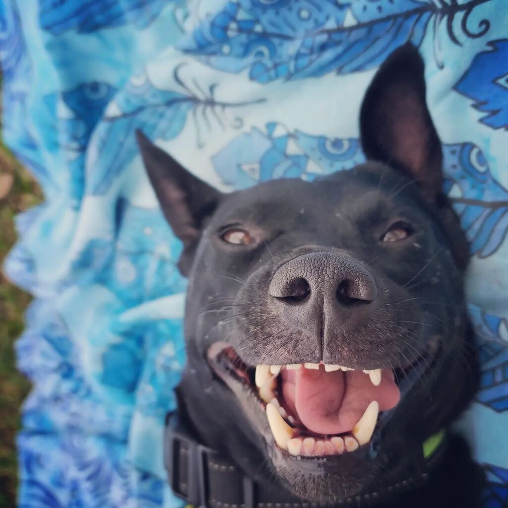 A big dog smile 😬🐕

#dogslife
#dogstagram
#dogtrend #dogsofinstagram #dogphotography #doglovers #dogoftheday #doggo #dogsofinsta #doggie #doglover #dogfollowers #dog instagr.am/p/Cq00TnhuPgh/