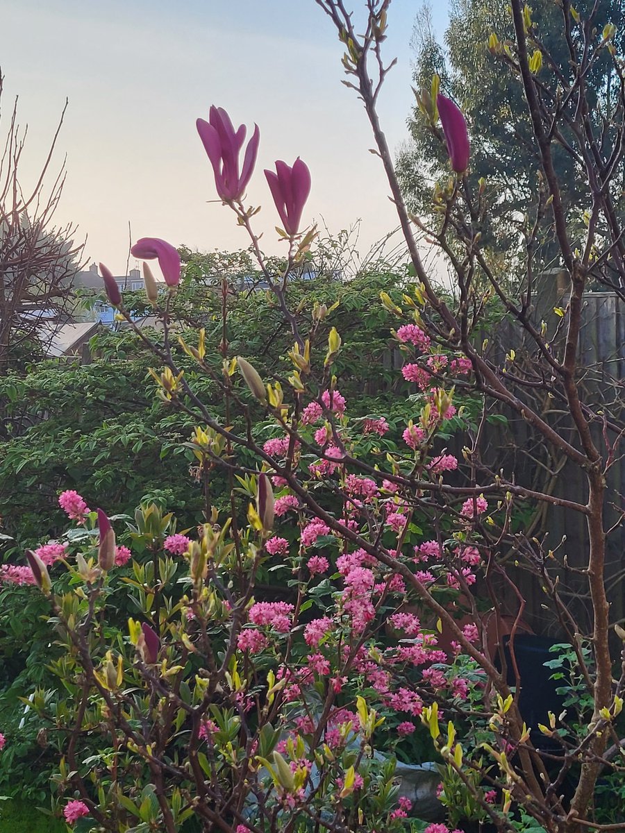 jennylinford's tweet image. #FlowerReport @alyssaharad  The pink magnolia in our London garden is opening up! #progressreport !