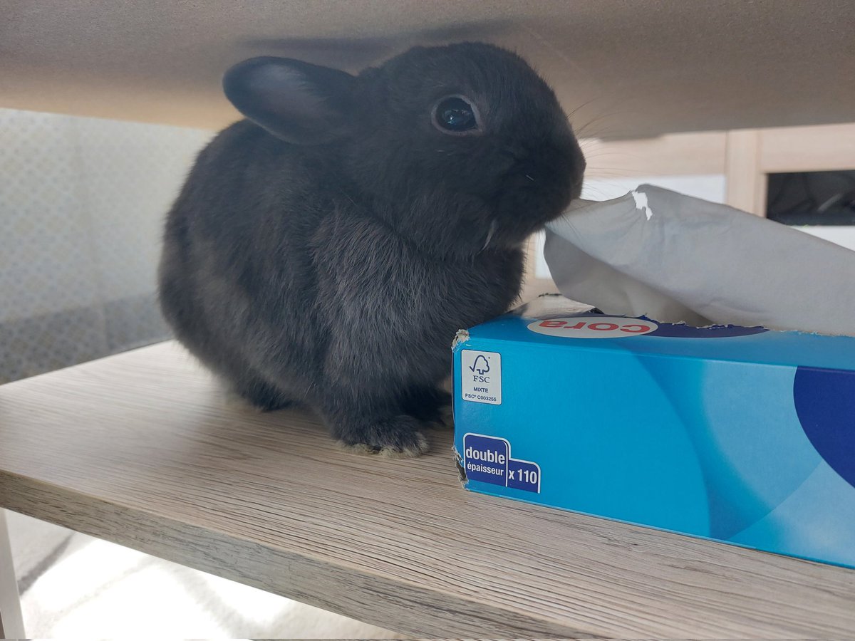 Captaindjidji's tweet image. J'ai recueilli il y a bientôt deux ans ce lapin abandonné...
Il m'a déjà bouffé des livres, des magazines...
Je pensais être tranquille avec ma liseuse...
Il a choisi le jour de Pâques pour s'y consacrer...
Atome, je t'aime mais tu me GAAAAVES!!!!