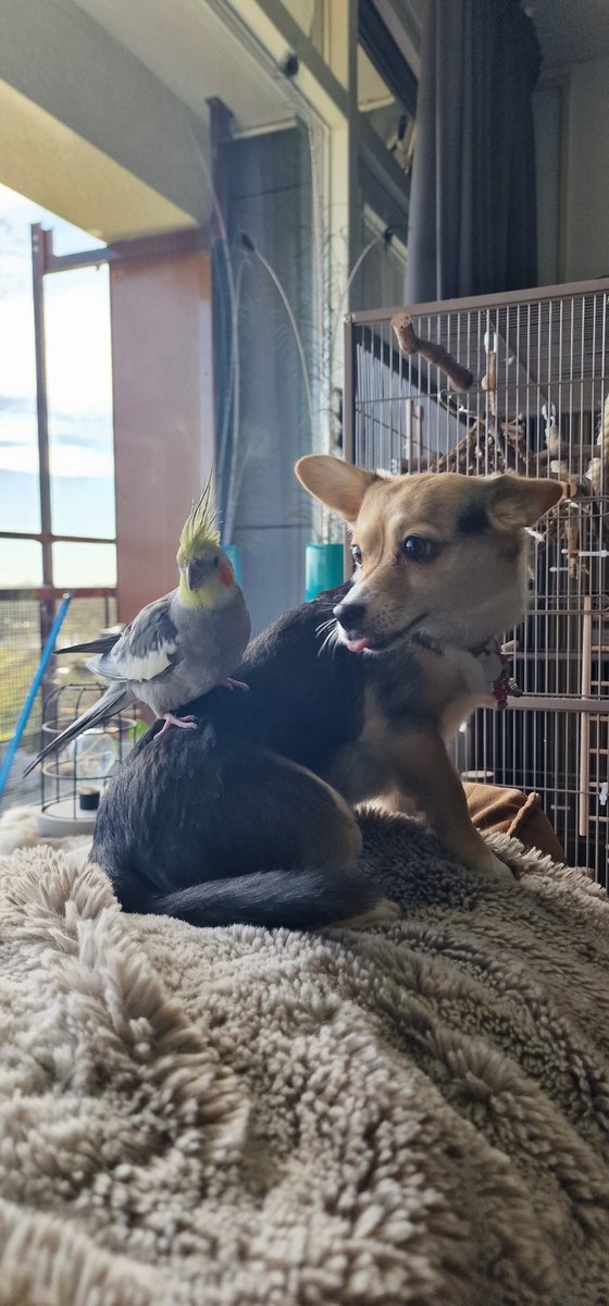 trotsmoedertje's tweet photo. Hello! #friends #cockatiel #dog #valkparkiet #nieuwvriendje https://t.co/gZCg1oucg1