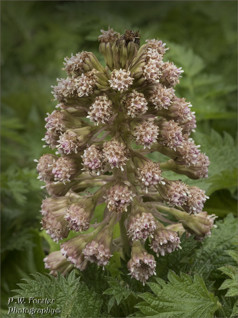 paul230156's tweet photo. Nice to see Butterbur starting to flower Guisborough
@teesbirds1 @WhitbyNats @Natures_Voice @wildlife @teeswildlife @TeesmouthNNR @RSPBSaltholme @YWT_North #7dmk2 #ukflowers @BOTANIST_01 @RoyalBotanical #Flowers #Springflowers #plants @ynuorg https://t.co/1v11b2p9L7
