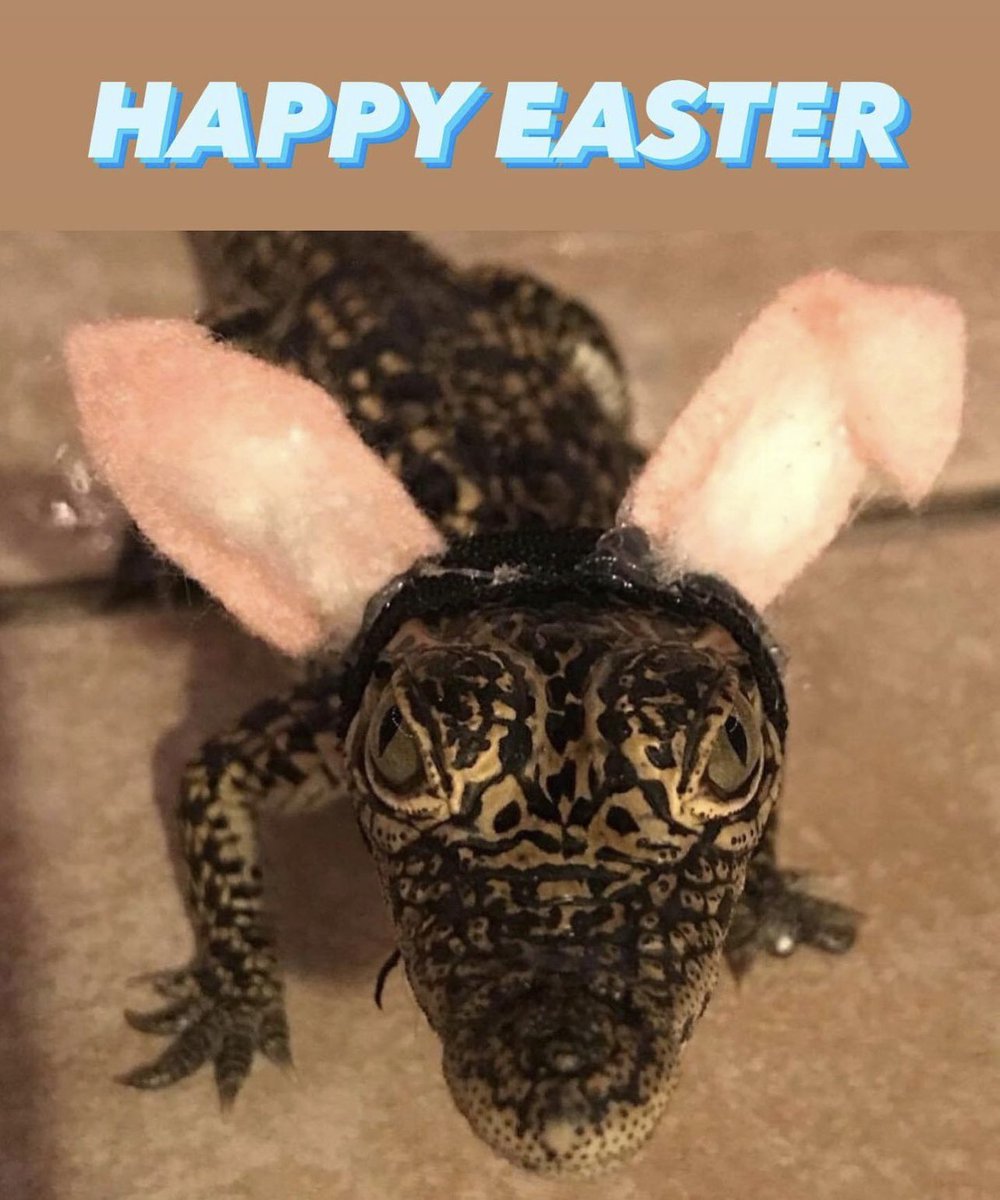 Get Swamped! tweet media