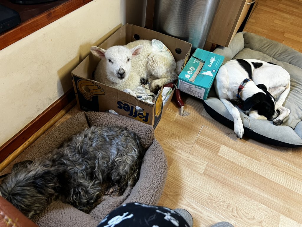 It’s oh so quiet….. shhhh shhhh