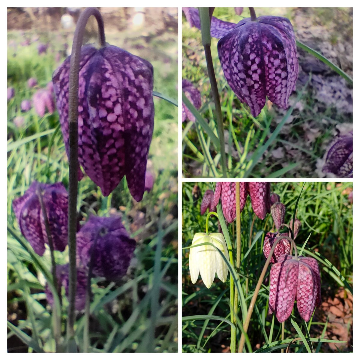 24ChrisA's tweet photo. Spotted this week, whilst walking, for tonight's #WildFlowerHour 
Marsh marigolds and primroses, snakeshead fritillaries, cowslips, Spring starflowers and corydalis https://t.co/x5tuE35QPM