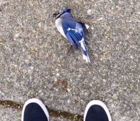 mordecai noooooooooooooo