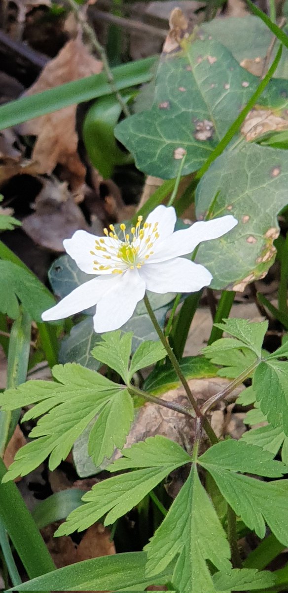 The ancient woodland indicator species Wood Anemone (Anemone nemorosa). Spreads slowly, via underground rhizomes, by about 2.5 cm per year. #WoodlandPlants #wildflowerhour