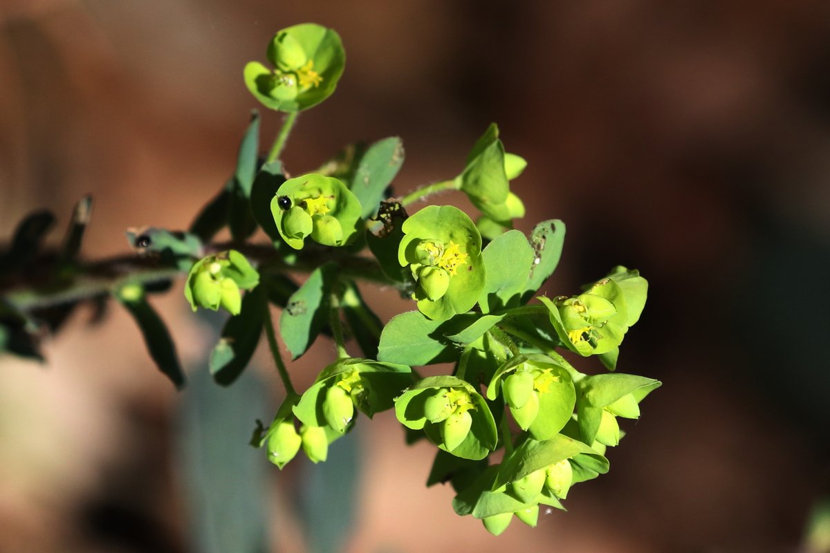 Wood Spurge (Euphorbia amygdaloides) coming out in Shropshire this week. #wildflowerhour #woodlandplants