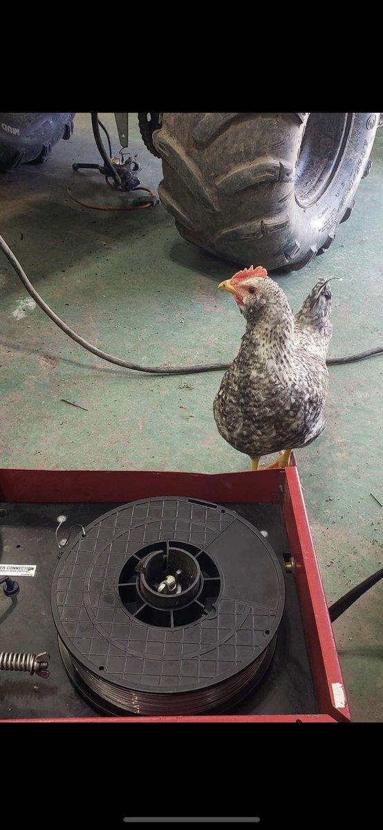 My little buddy insists on following me around. He’s the smallest of our chicks. So isn’t too happy hanging out with the bigger babies. 
It’s ok little buddy, soon you will be protecting the flock!! (He just started crowing this weekend).