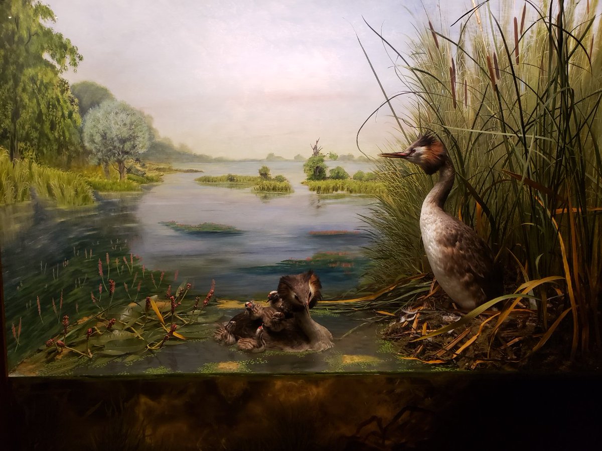 DrAFlint's tweet photo. Hats off to @WollatonHall the new galleries are brilliant. A focus on wonder (with the inspiring @willardwiganMBE exhibition) & great to see the artistry of taxidermists Len Wilde, Don Sharp & Chris Orgill celebrated within the story of the #notnh collections 👏 https://t.co/yTCd4FdCWi