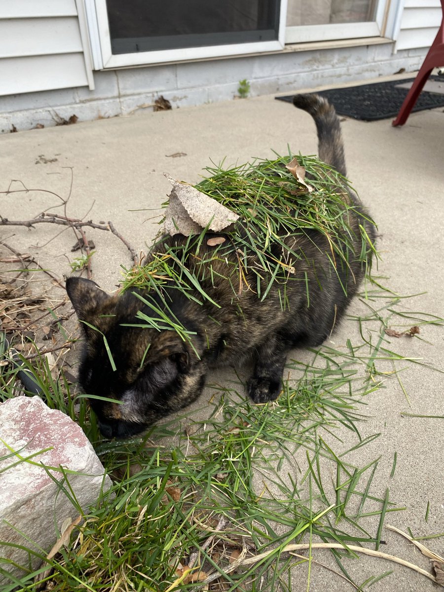 fhardcat's tweet photo. happy Easter I be doing my best bunny cosplay https://t.co/AV1ft7YBFg