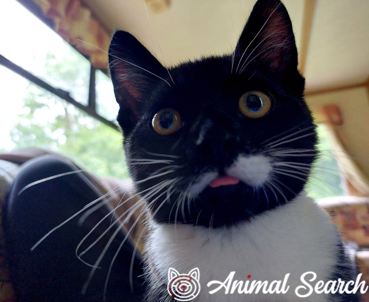 #MISSING Super cute 6mths old kitten ALF, who has a very distinctive fluffy white moustache and mega-sized whiskers, in Bunkers Hill, North Cray, Kent DA14 5‼️
DETAILS &gt; animalsearchuk.co.uk/ALP302533
#cats #LOST #FindAlf 
PLEASE SHARE/RT✔️