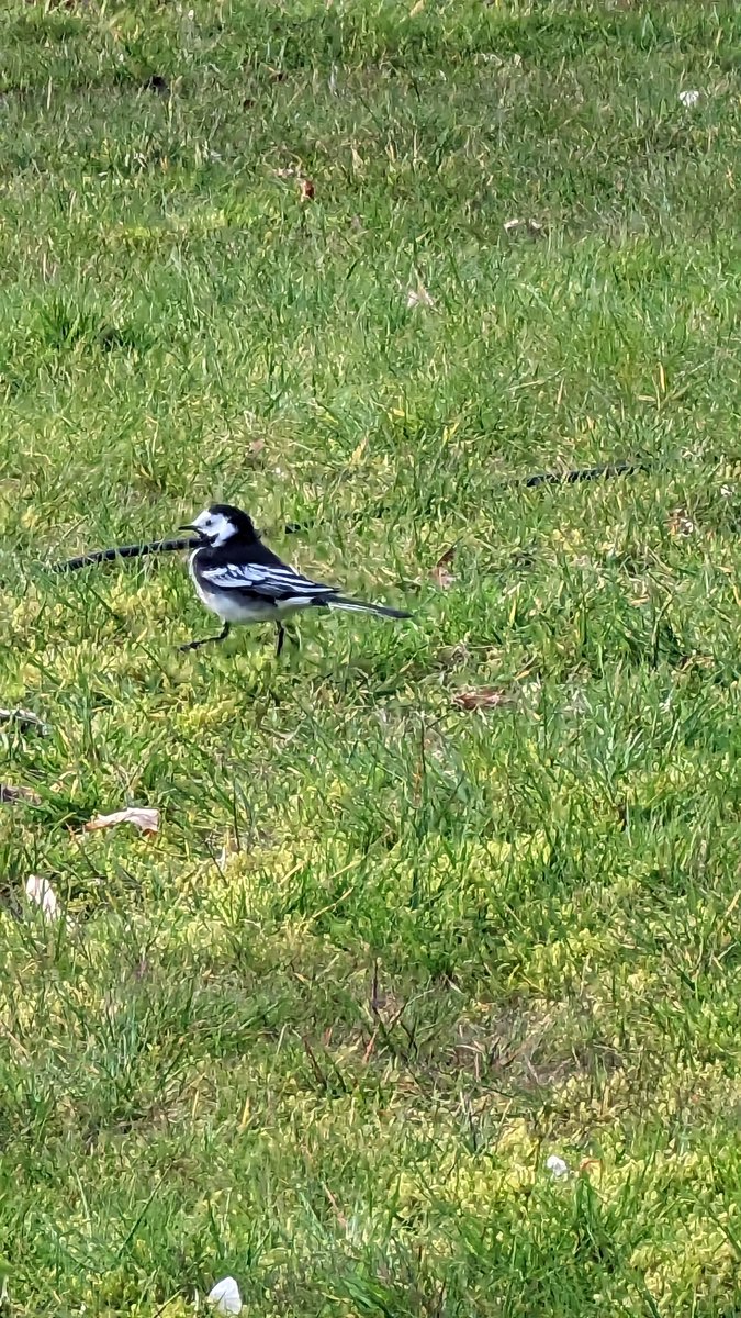 We've been looking out for wildlife on our holiday. Day one and we've spotted a Wagtail, Heron, and some Highland cows <a href="/class2bws/">Class 2B</a> <a href="/NurseryWs/">Nursery_WS</a>