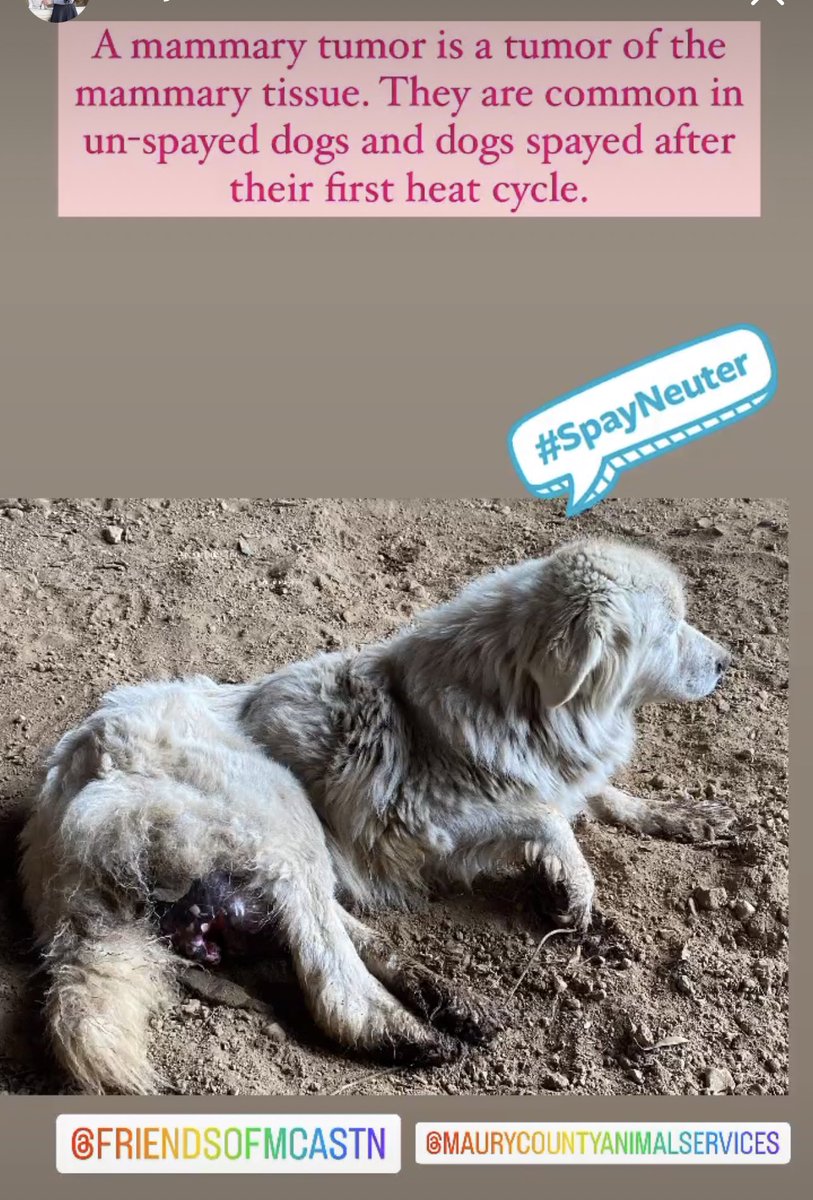 FriendsMcas's tweet photo. Please Help Holly ❤️ https://t.co/qzP4qbfUYb https://t.co/XCUxcJkgPT