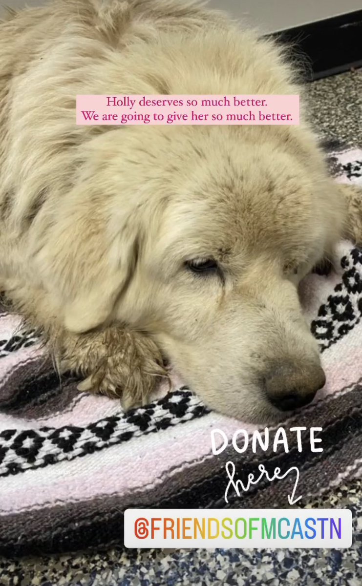 Please Help Holly ❤️ friendsofmcas.com/collections/do…