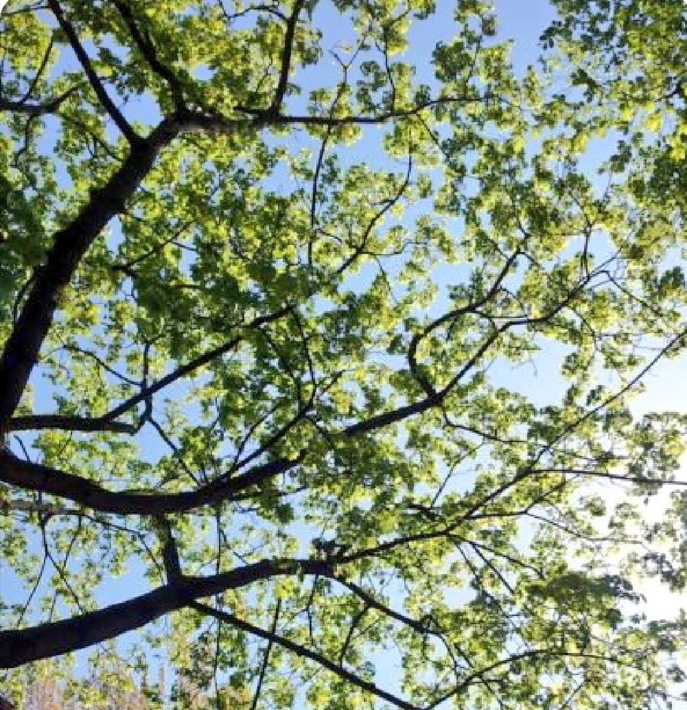 Letnapark's tweet photo. Wind in Blättern
schönes Geräusch der Welt!
Über des Herzens Wettern
still versachtend, ein Zelt.

Wie Blatt zu Blatt
legt meine Stimme sich
an deine Stimme
~
Wir fliegen.
Hinter unseren Flügeln
springt Wasser auf.
Wo du gewartet,
träum ich,
weht ein Baum.

Johannes #Bobrowski https://t.co/zQaiOVl6fI