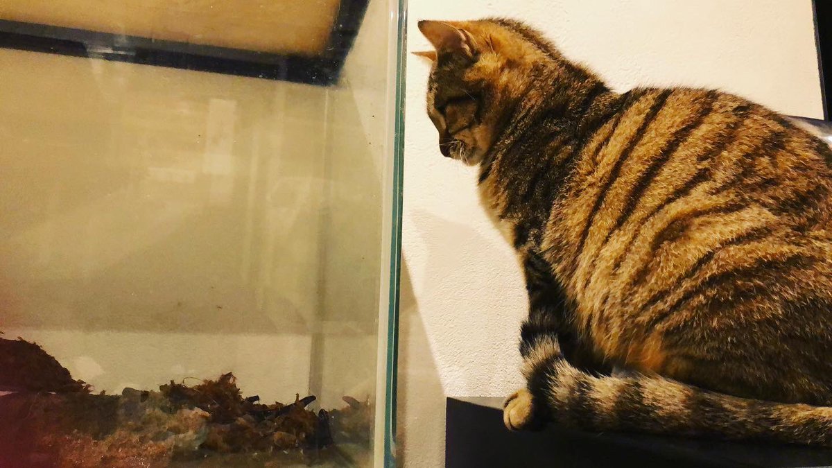Nansogakusha's tweet photo. 相変わらずアクロバティックなトウキョウサンショウウオ

と

ずーっと見てるネコ

#南房総
#南総学舎
#トウキョウサンショウウオ 
#salamander 
#仲良くなりたい
#ねこ https://t.co/jjwqCDLCdJ