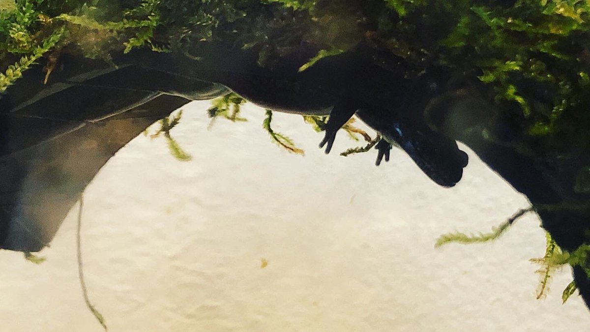 Nansogakusha's tweet photo. 相変わらずアクロバティックなトウキョウサンショウウオ

と

ずーっと見てるネコ

#南房総
#南総学舎
#トウキョウサンショウウオ 
#salamander 
#仲良くなりたい
#ねこ https://t.co/jjwqCDLCdJ