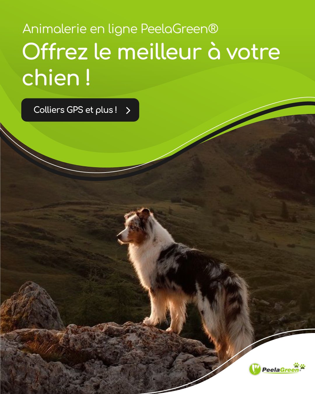 Collier GPS pour chien sans abonnement D87 [Réseaux 4G]