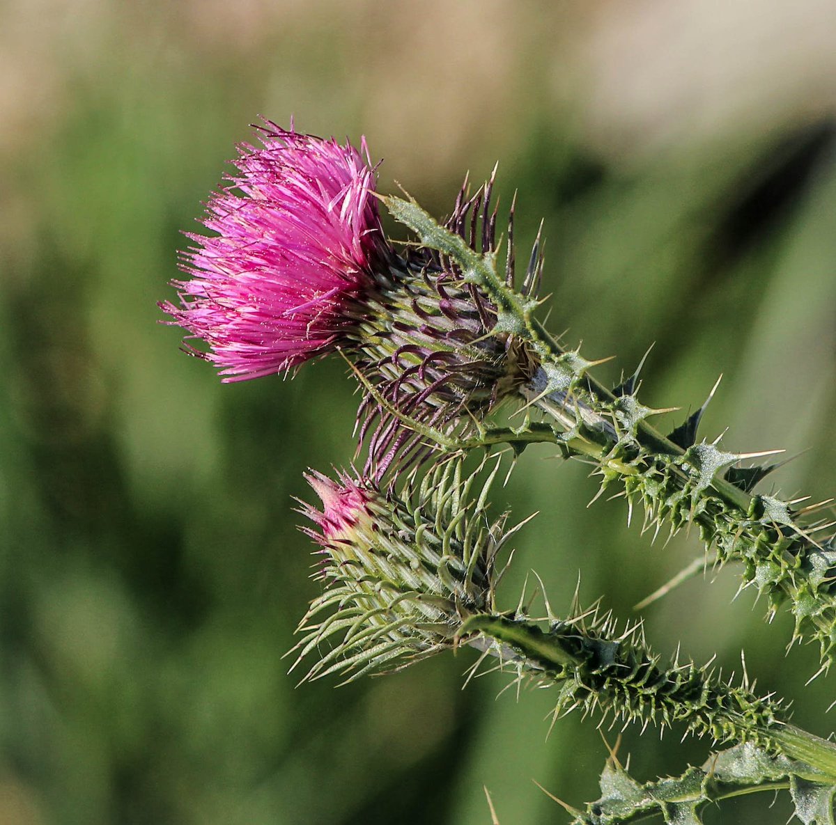 5+ Benefits of Milk Thistle

1. #MilkThistle is a potent #detoxifying herb that can help to aid #liver  function, manage cholesterol, prevent cancer, and lower blood glucose  levels.
🧵👇[1/5]