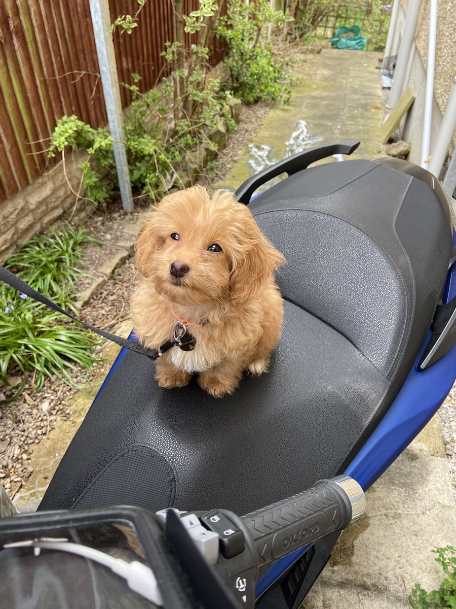 DylanOfDelfan's tweet photo. I’ve had a big day today. We went down to the beach for the first time ever and it was so exciting!! Then I’ve helped mum clean her motorbike this afternoon! #tiredpuppy #DogsofTwittter #beachdog #cavapoo #puppiesoftwitter # https://t.co/4yOuXkDyO0