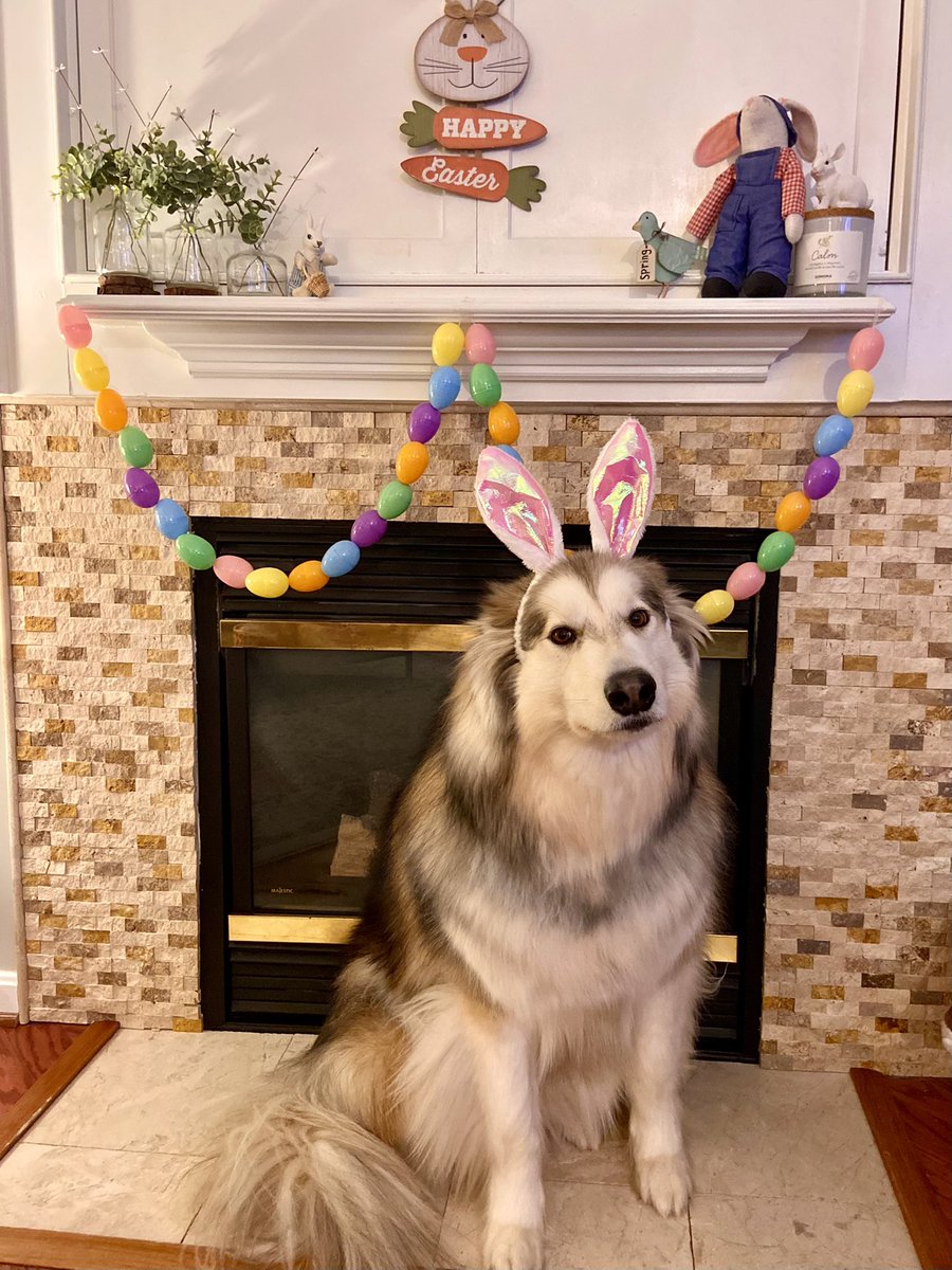 The weather this weekend sucks, but he’s a pic my mom sent me of my dog.
Happy Easter! 🐣 

#cnusocialmedia