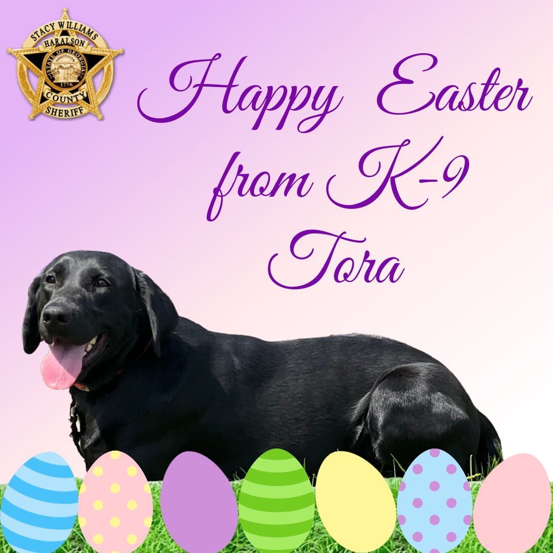K-9 Tora wishes everyone a Happy Easter!

#K9Tora🐾💙
#HappyEaster #Labrador #EasterSunday #GoodGirl #LabradorK9 #Photogenic #ShinyCoat #Easter #HCSO #EasterWeekend