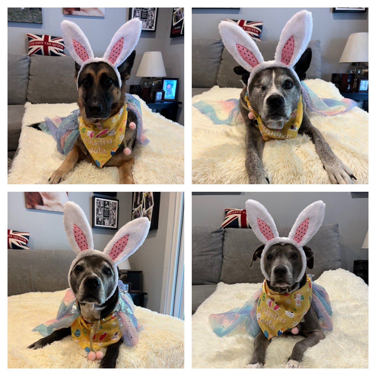 Happy Easter 🐰🐇🐣 #Princess #Bailey #Kiki #Bailey #RescueDogs #GermanShepherd #pittie #pibble #Pitbull #saveashelterdog #dogs #dog