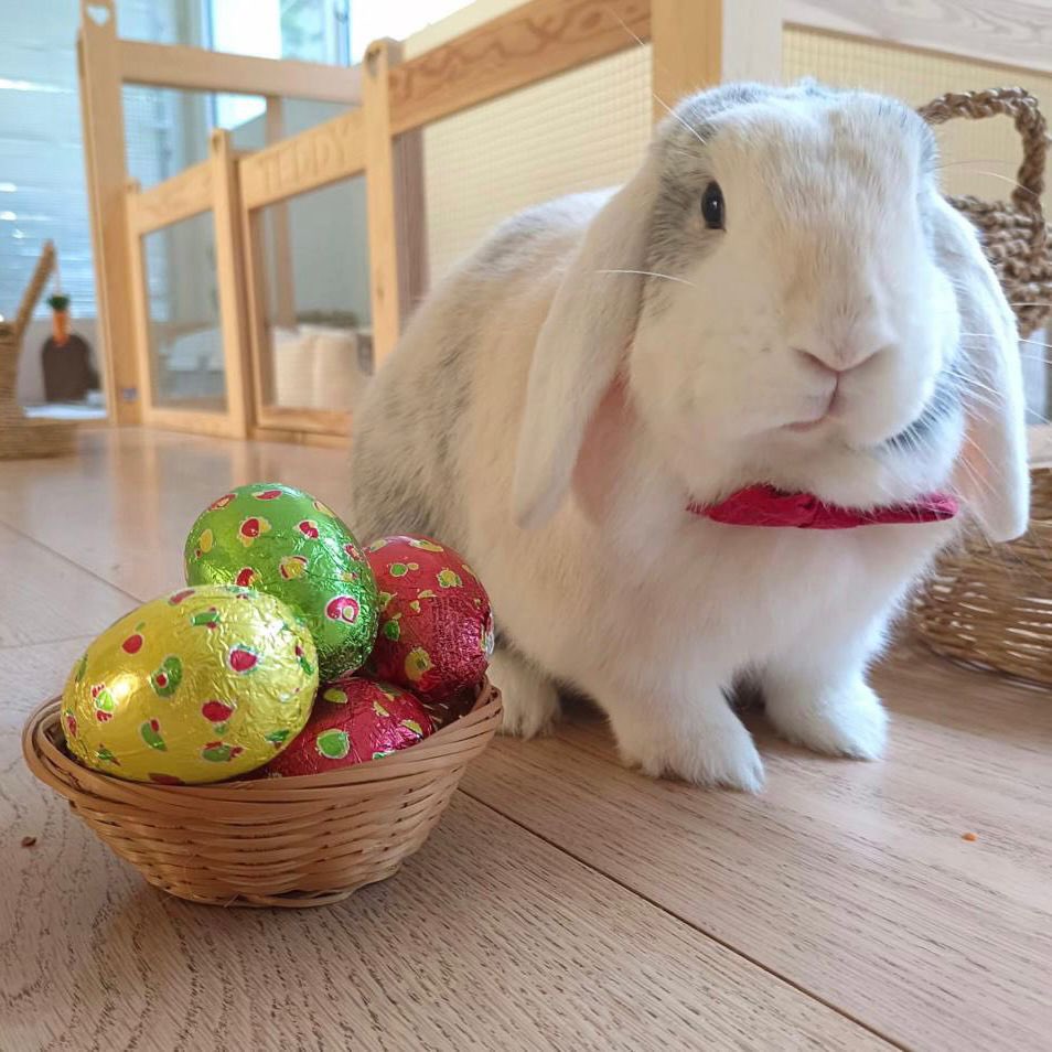 Toby wishes you a happy Easter!
