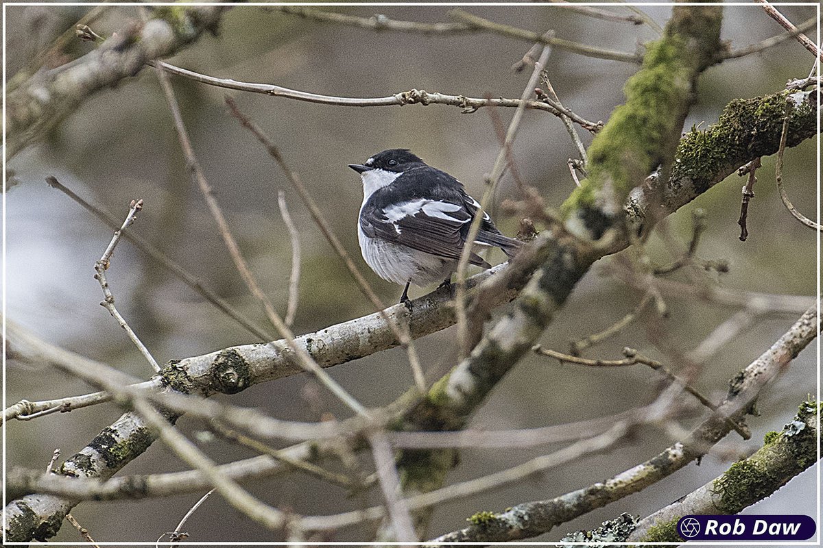 Male Pied Flycatcher
Ficedula hypoleuca
Nagshead RSPB Reserve
Forest of Dean
Gloucestershire 09/04/2023
robdaw.co.uk #GlosterBird