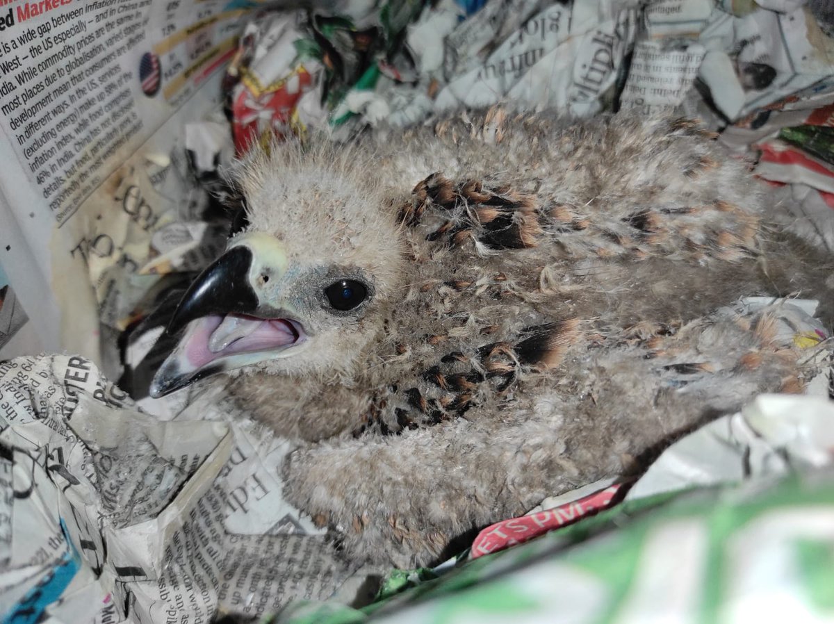 Happy Easter to those who celebrate! Here’s a pic of a baby kite that we’re mending ❤️‍🩹🐣 #HappyEaster #EasterWeekend #WildlifeRescue #WildlifeRescueIndia