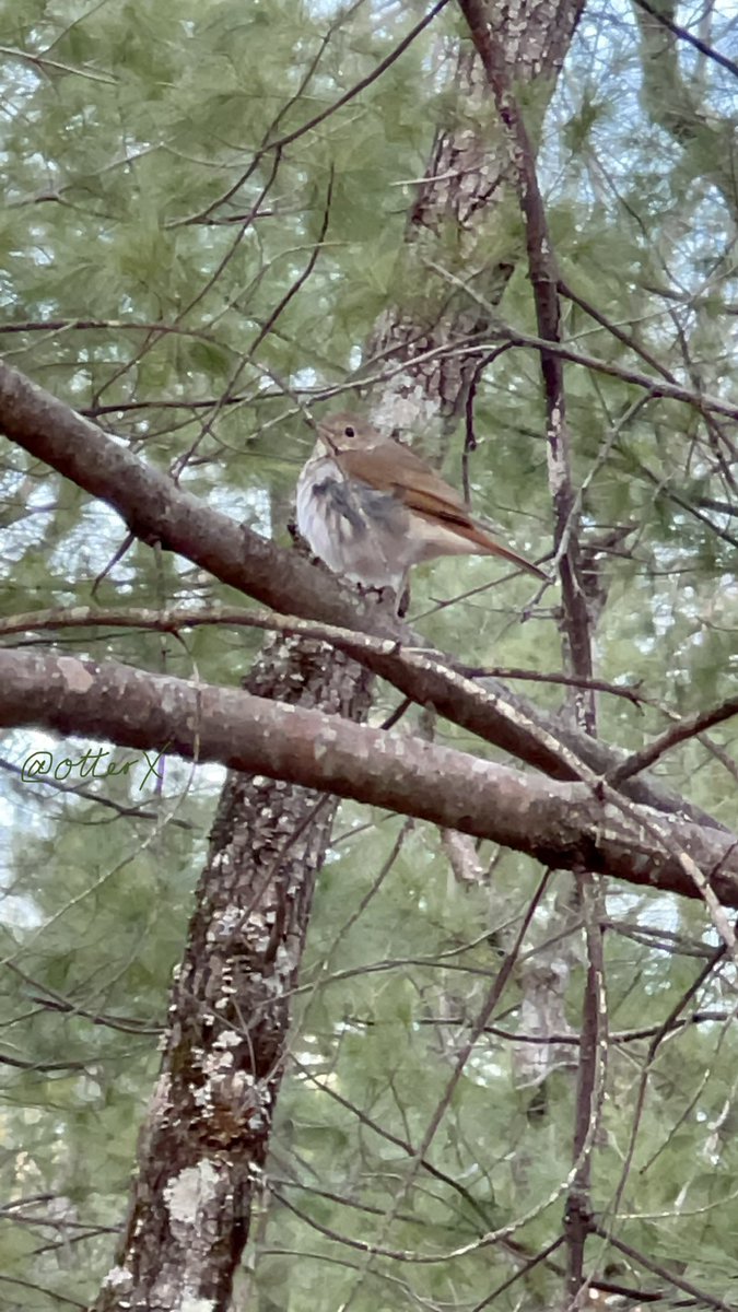 Hermit Thrush:  this is ma good side. 

#HermitThrush #borb