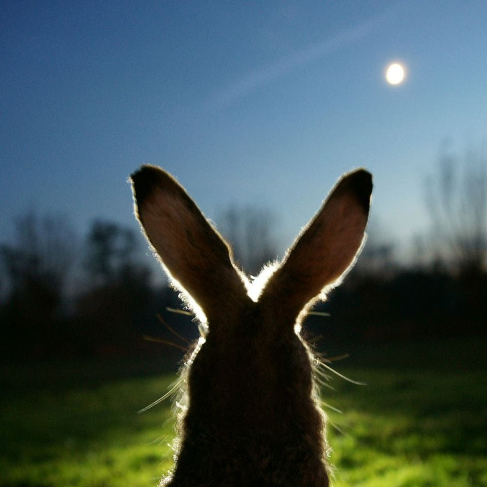 Madisonsjcmo's tweet photo. Happy Easter! https://t.co/kwjlAHb0J5