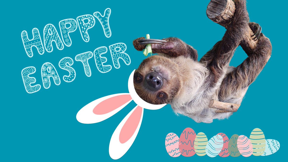 LouZooSloths's tweet photo. Why is it an Easter bunny and not an Easter sloth?
#SlothSunday #EasterSloth #Easter https://t.co/BX6CBEumEN