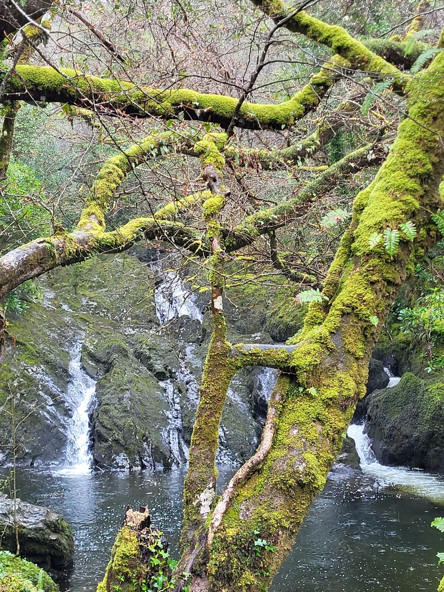 IrishRainforest's tweet photo. I got very wet today in Glengarriff Woods, but it was totally worth it.

One of the best times to experience temperate rainforest is... in the rain! https://t.co/gIXM6y5Rs1